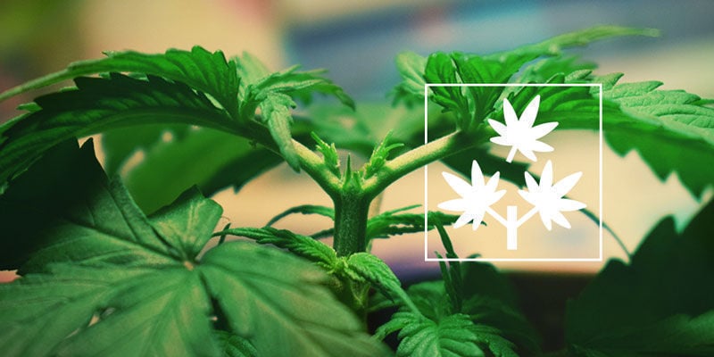 How To Top Your Cannabis Plants - Zamnesia